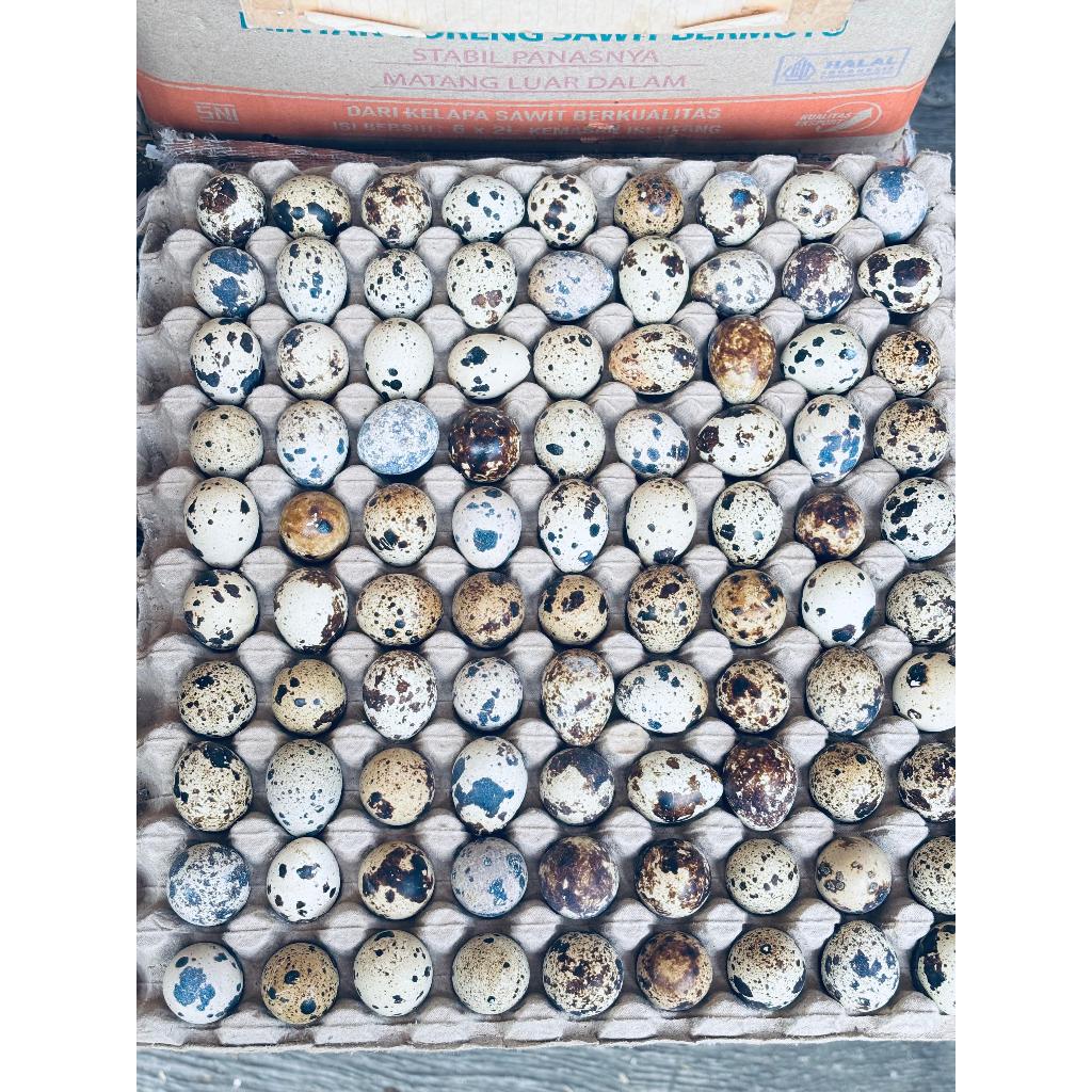 Telur Puyuh FRESH dari kandang