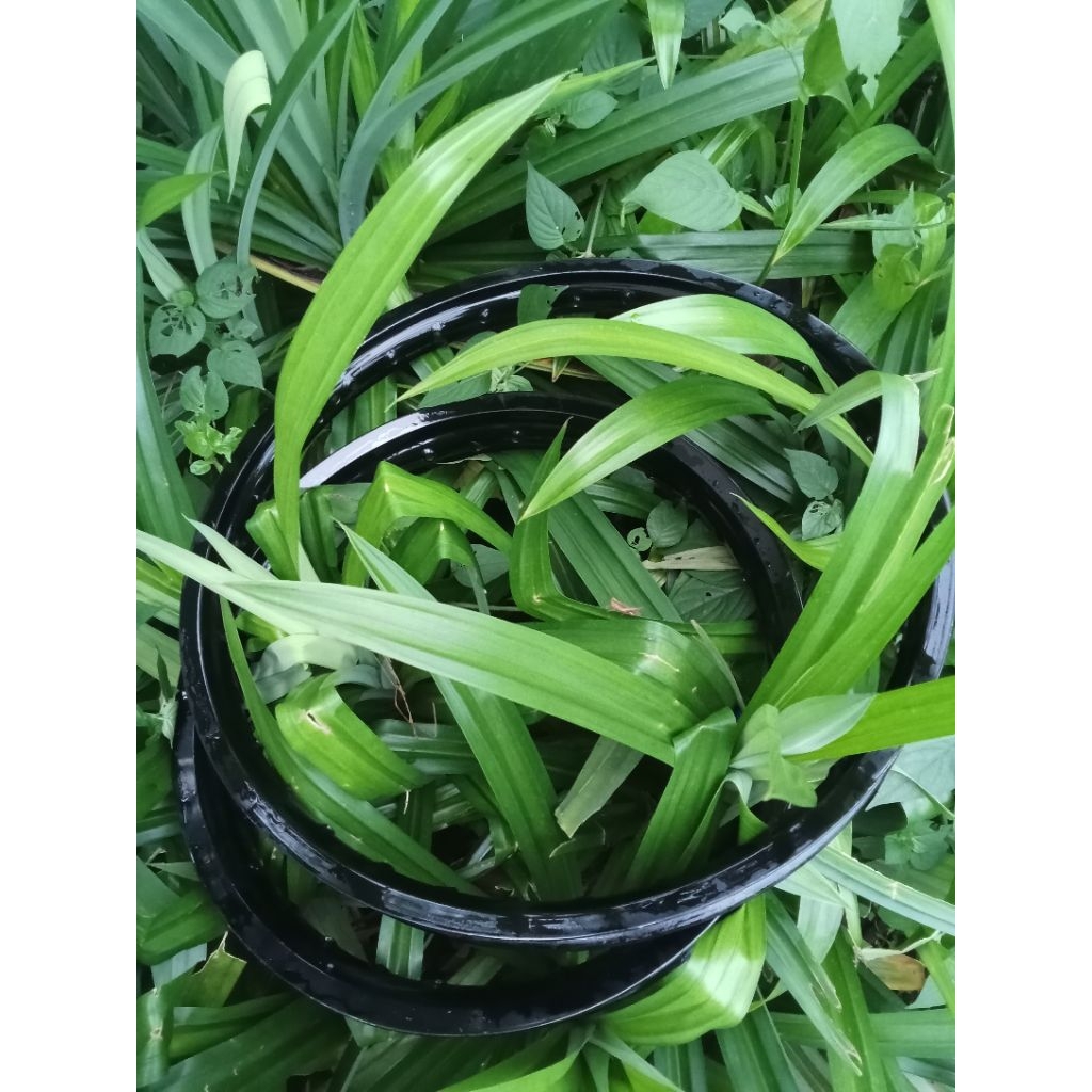 VELG TAKASGO EXCEL ASIA 18+21