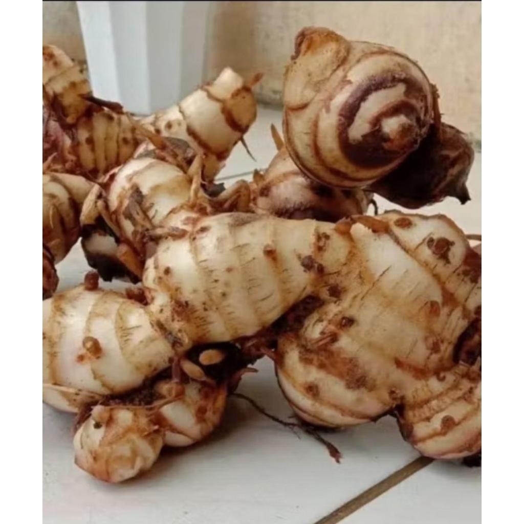 Umbi ganyong muria 1 kg bergaransi