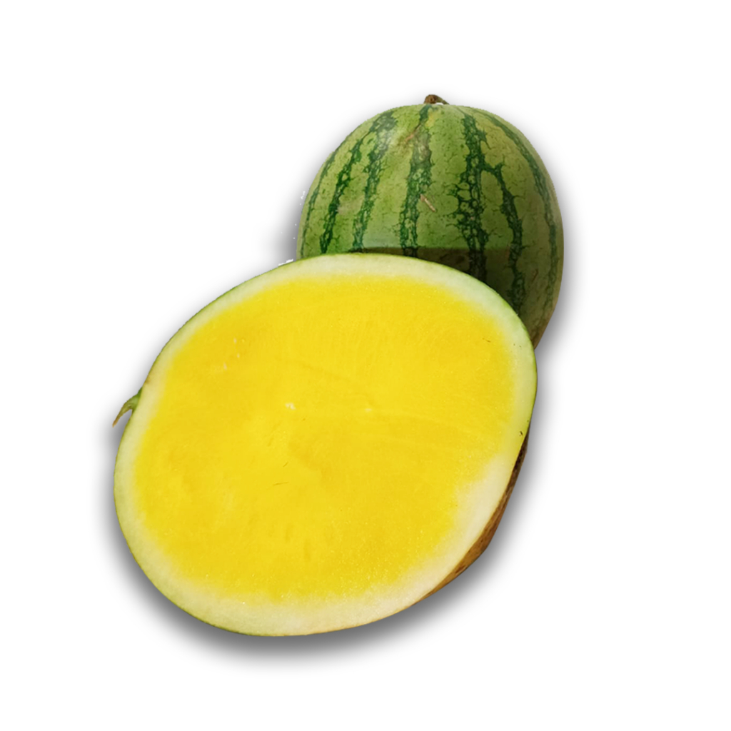 semangka kuning