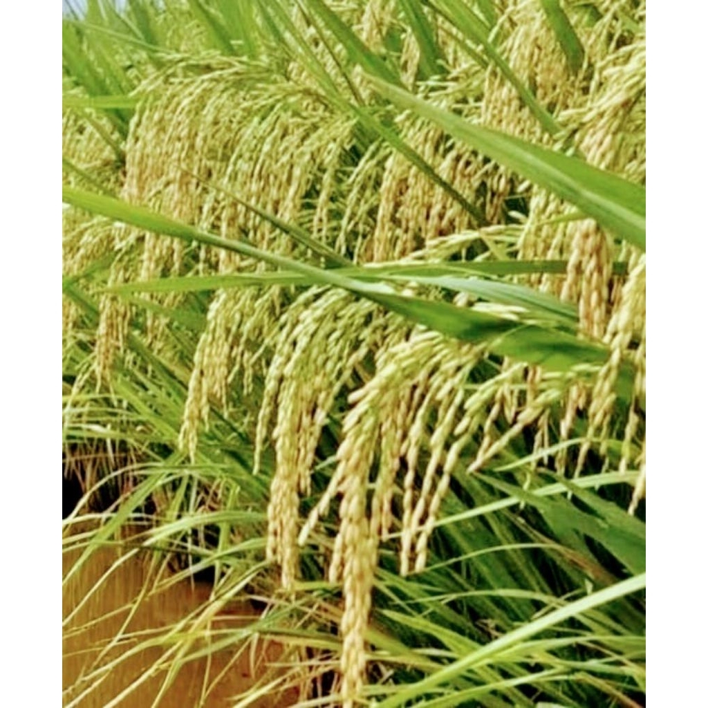 bibit padi Inpari 47 kemasan 5kg