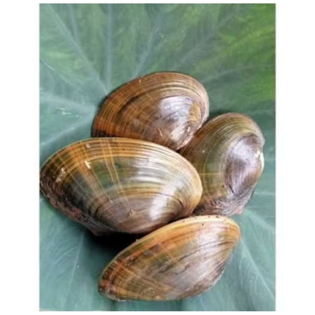 kerang toe/kijing air tawar isi 5 induk hidup