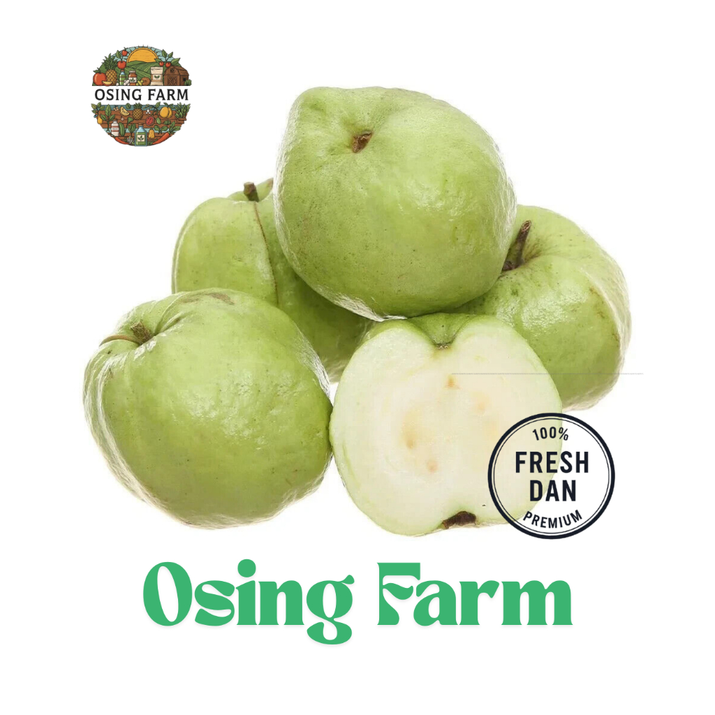 Jambu Kristal Super 1 Kg | Garansi Manis | Super Renyah | Fresh Nyaris Tanpa Biji