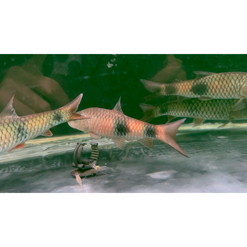 Ikan Hampala Bimaculata golden