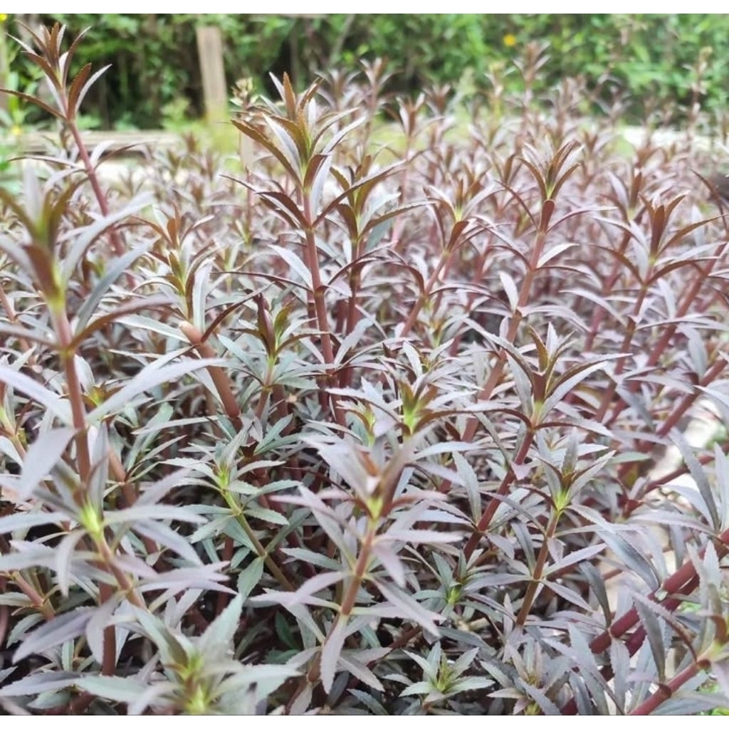 Limnophila Aromatica Tanaman Aquascape