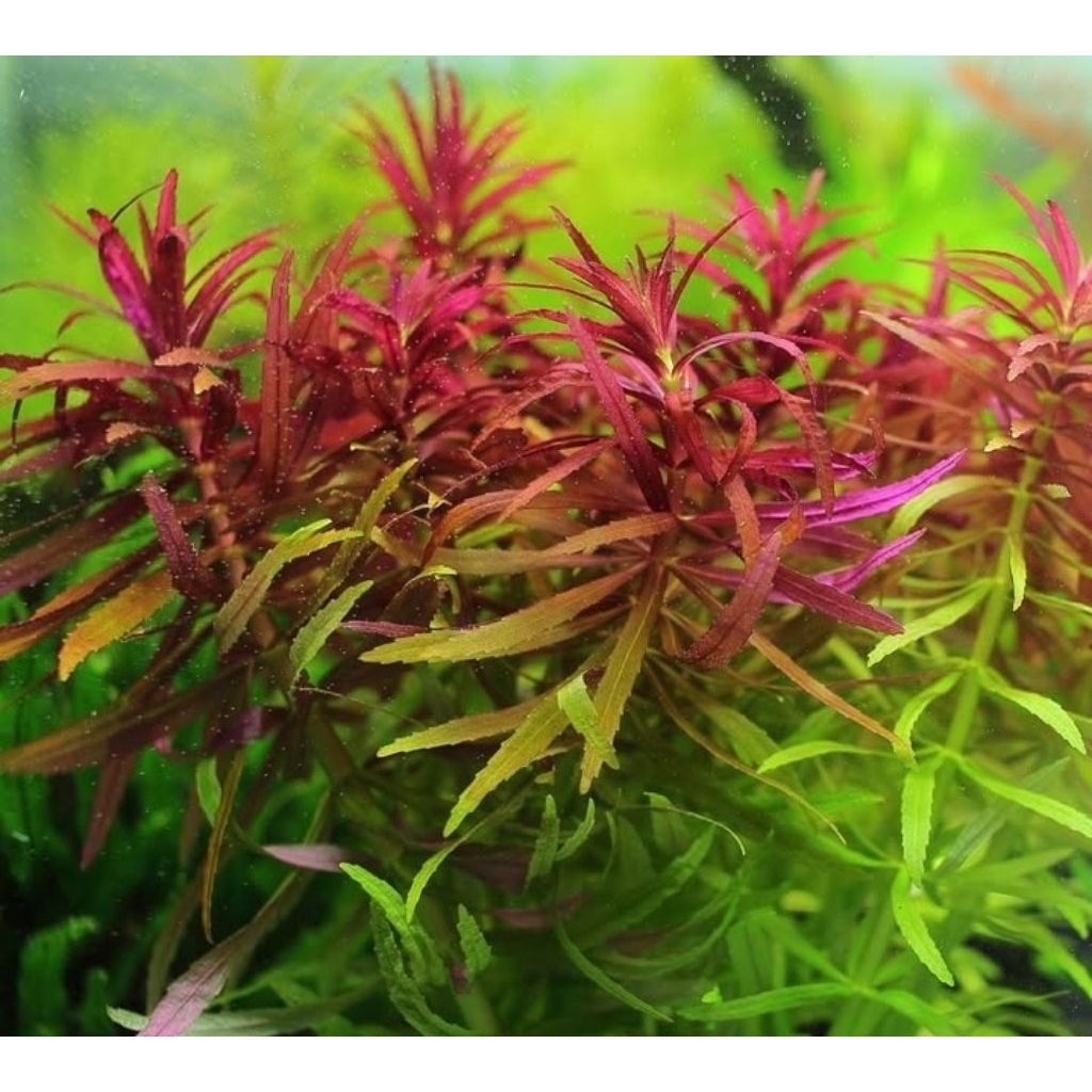 Limnophila Aromatica - Tanaman Aquascape