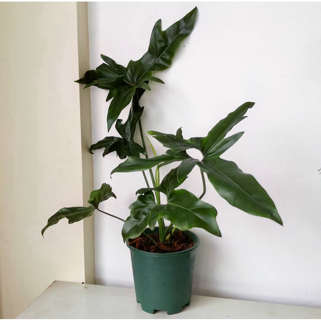 Thaumatophyllum African fantasy