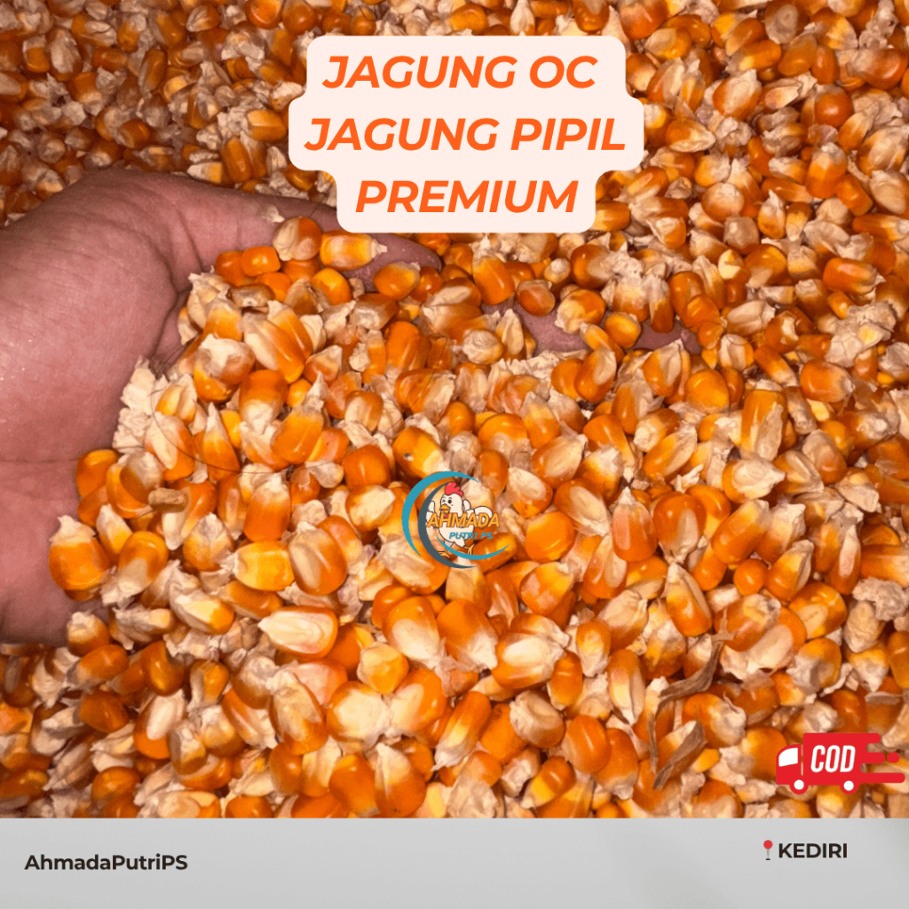 JAGUNG OC JAGUNG OCE JAGUNG PIPIL PREMIUM PAKAN AYAM DAN BURUNG
