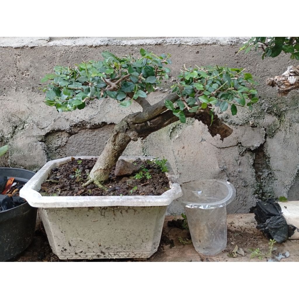 serut small bonsai serut small untuk hiasan pengiriman dlm polibek aman