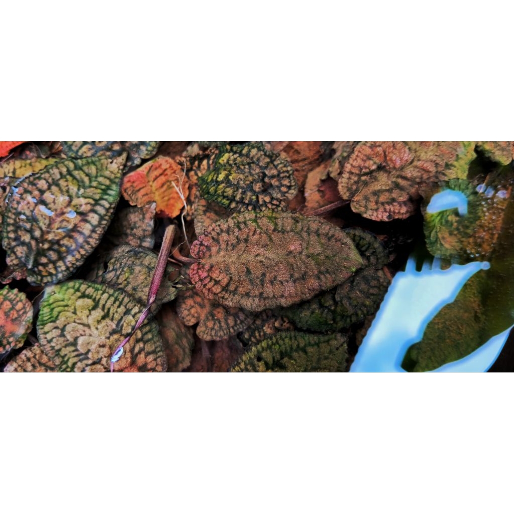 cryptocoryne striolata tiger red