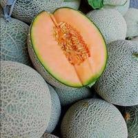 TERMURAH - Bibit Melon Jumbo Meriah