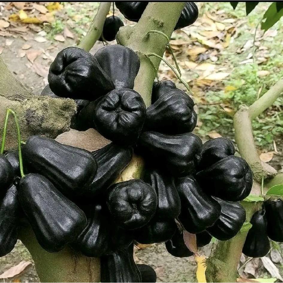 Bibit Jambu Air Black Guava Siap Berbuah Super Unggulan,bibit jambu air hitam