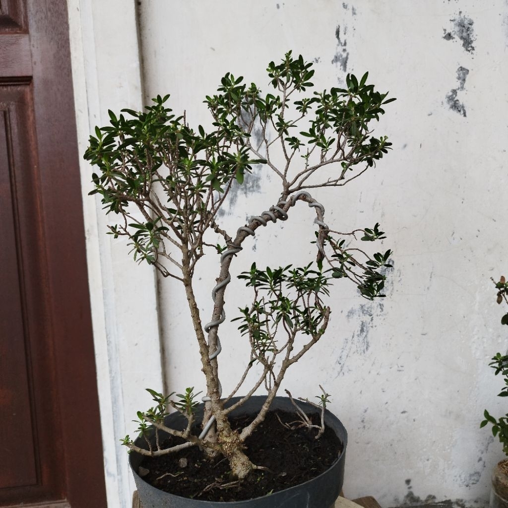 Bonsai Santigi