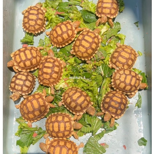 Makanan Sulcata 6-7cm Free pelet 100gr Free kalsium 100gr