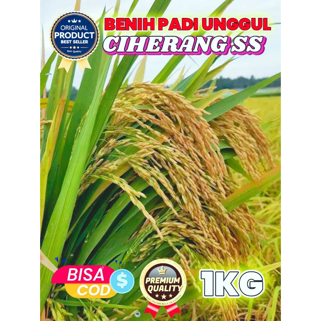 BENIH PADI BERKUALITAS CIHERANG SS KEMASAN 1KG