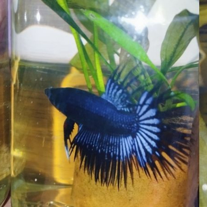 Ikan Cupang Serit Crowntail Blue Super Colour Jantan Grade Kontes
