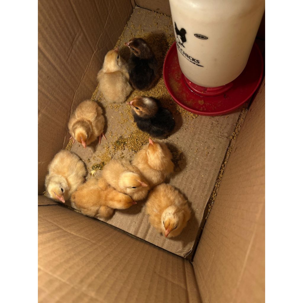 DOC Ayam Kampung Yudistira AKY