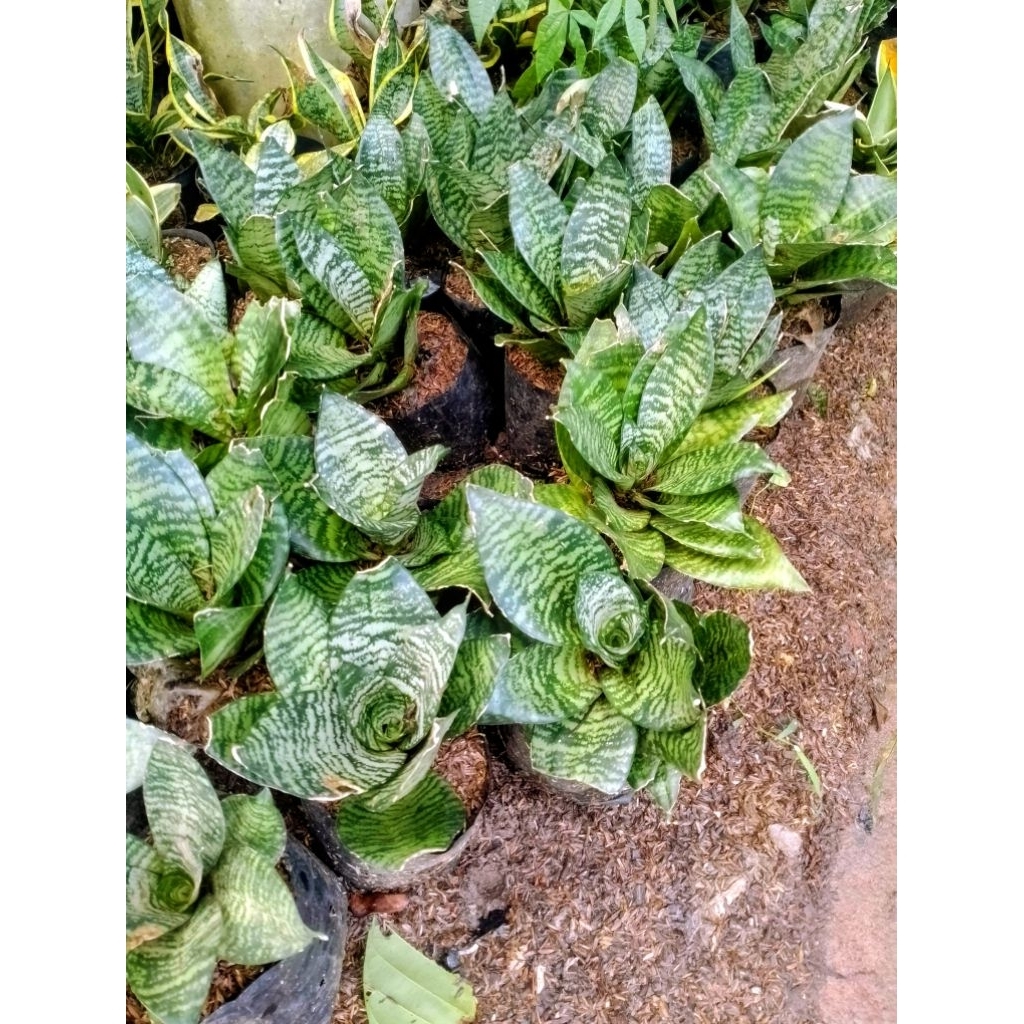 Tanaman hias sansiviera / tanaman sansiviera