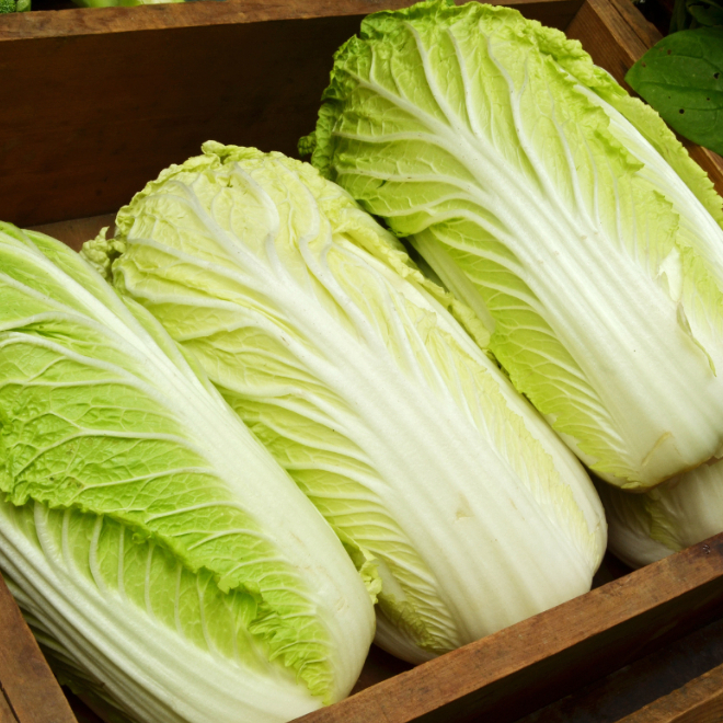 TERMURAH - Bibit Sawi Putih Slobor