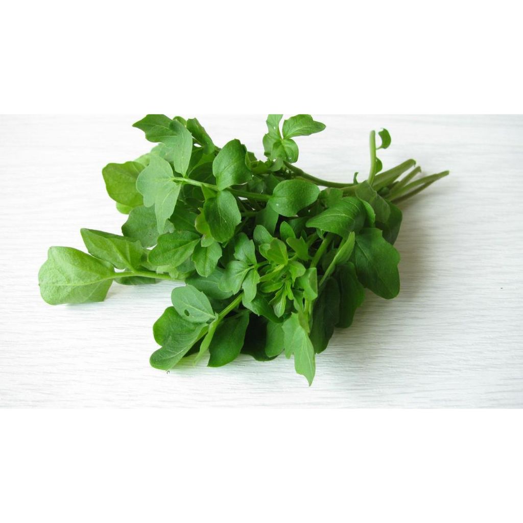 TERMURAH - Bibit Selada Air