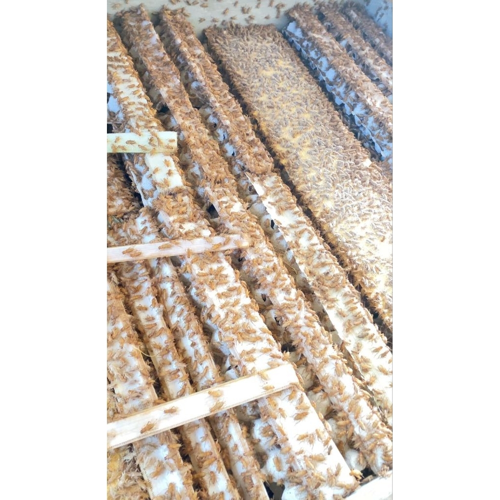 TELUR JANGKRIK MADU KUNYIT [ 100gr - 500gr ] kuning super