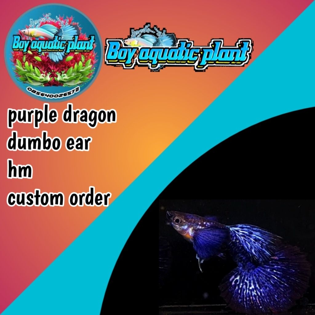 hiasan akuarium guppy purple dragon dumbo ear hm
