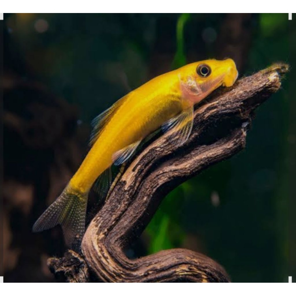 CAE-CHINESE ALGAE-EATER 4-5CM