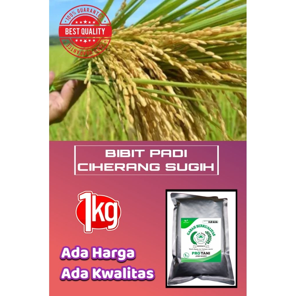 BIBIT PADI UNGGUL VARIETAS CIHERANG SUGIH 100%ORIGINAL KWALITAS TERBAIK/KEMASAN 1KG