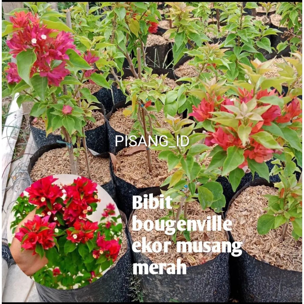 PROMO BIBIT BOUGENVILLE EKOR MUSANG MERAH KUALITAS UNGGUL SUDAH BERAKAR LEBAT