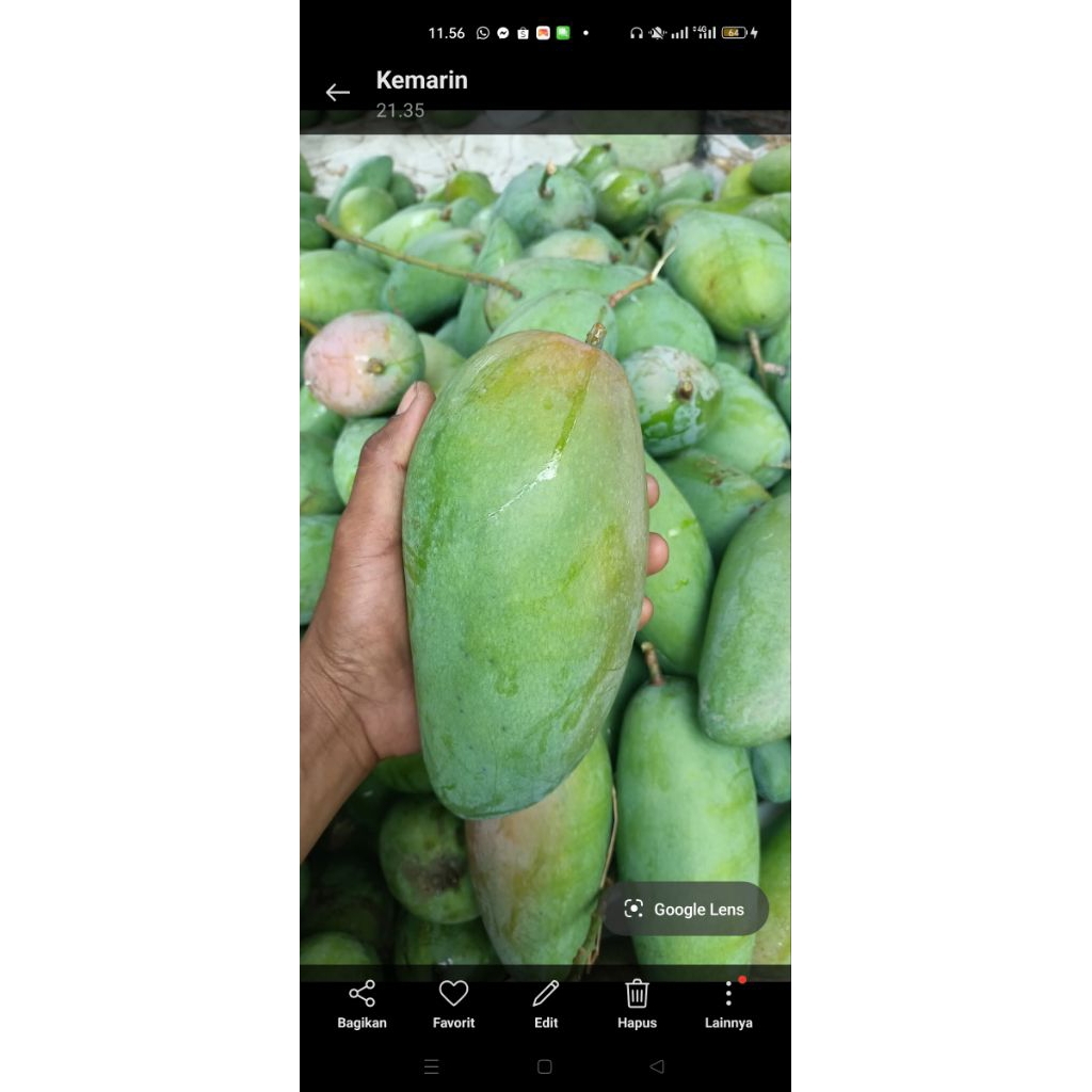 mangga kiyojay Thailand