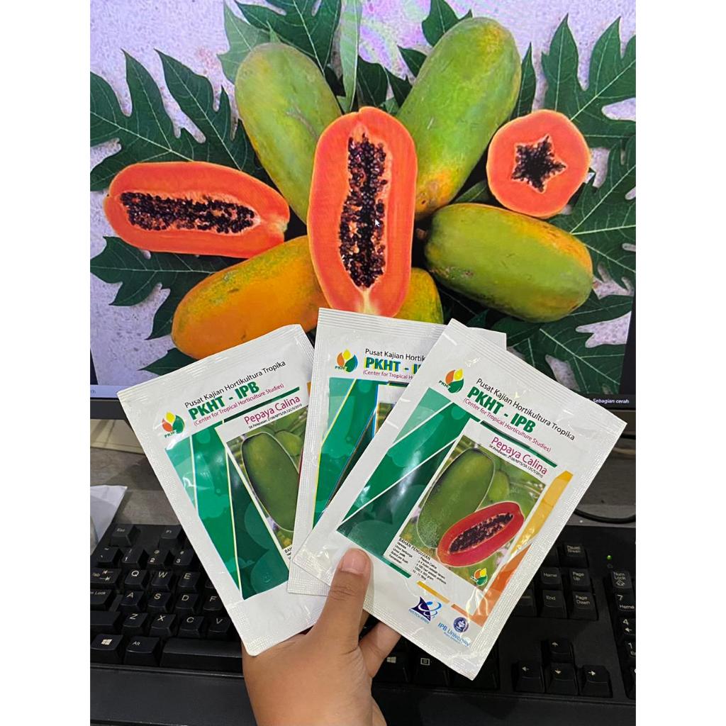 BENIH BIBIT PEPAYA CALINA CALIFORNIA PKHT IPB ISI 250 neto 5 GRAM