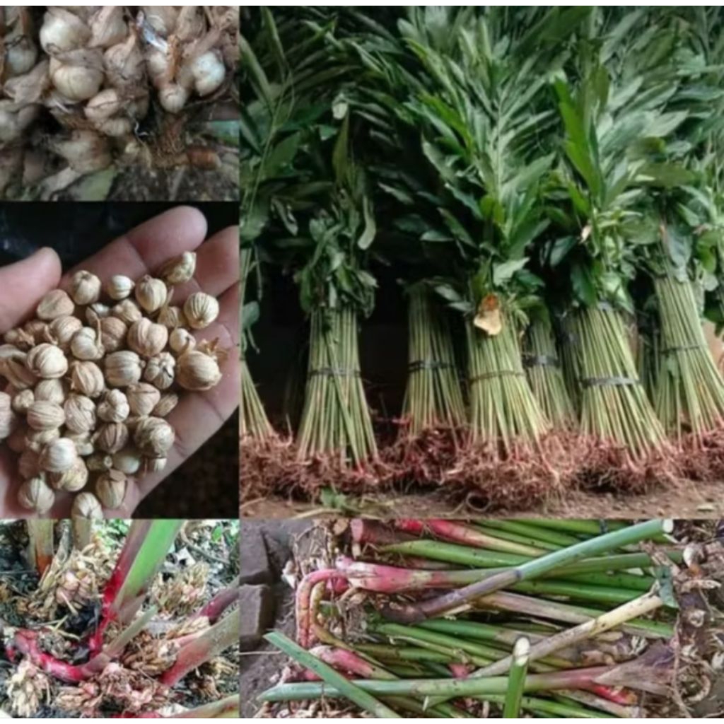 20 Bibit Kapulaga Super Hibrida / Bibit Kapulaga Merah / Kapulaga Merah Lokal / Kapulaga Lokal