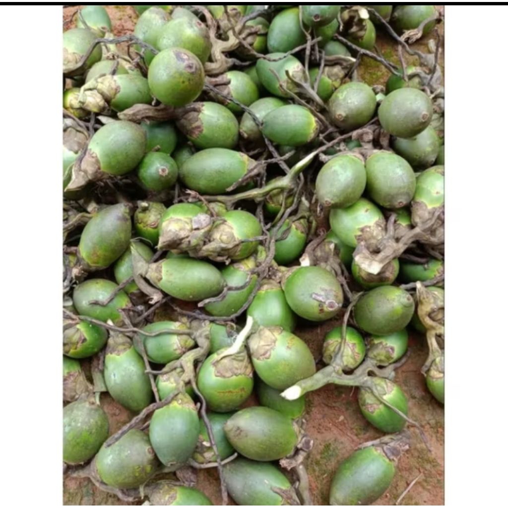 Buah Pinang Muda Fresh 1kg-Buah pinang muda segar