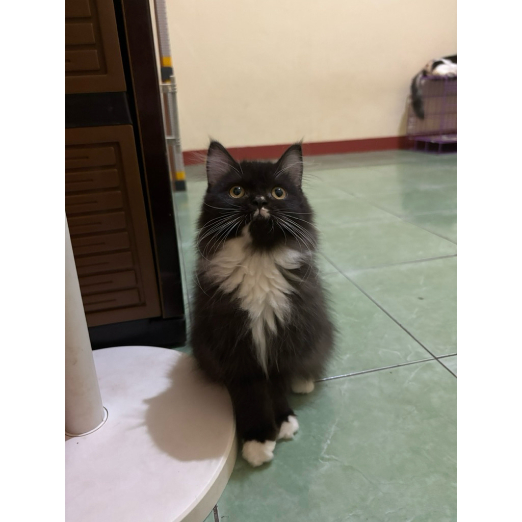 kitten persia mix maincone