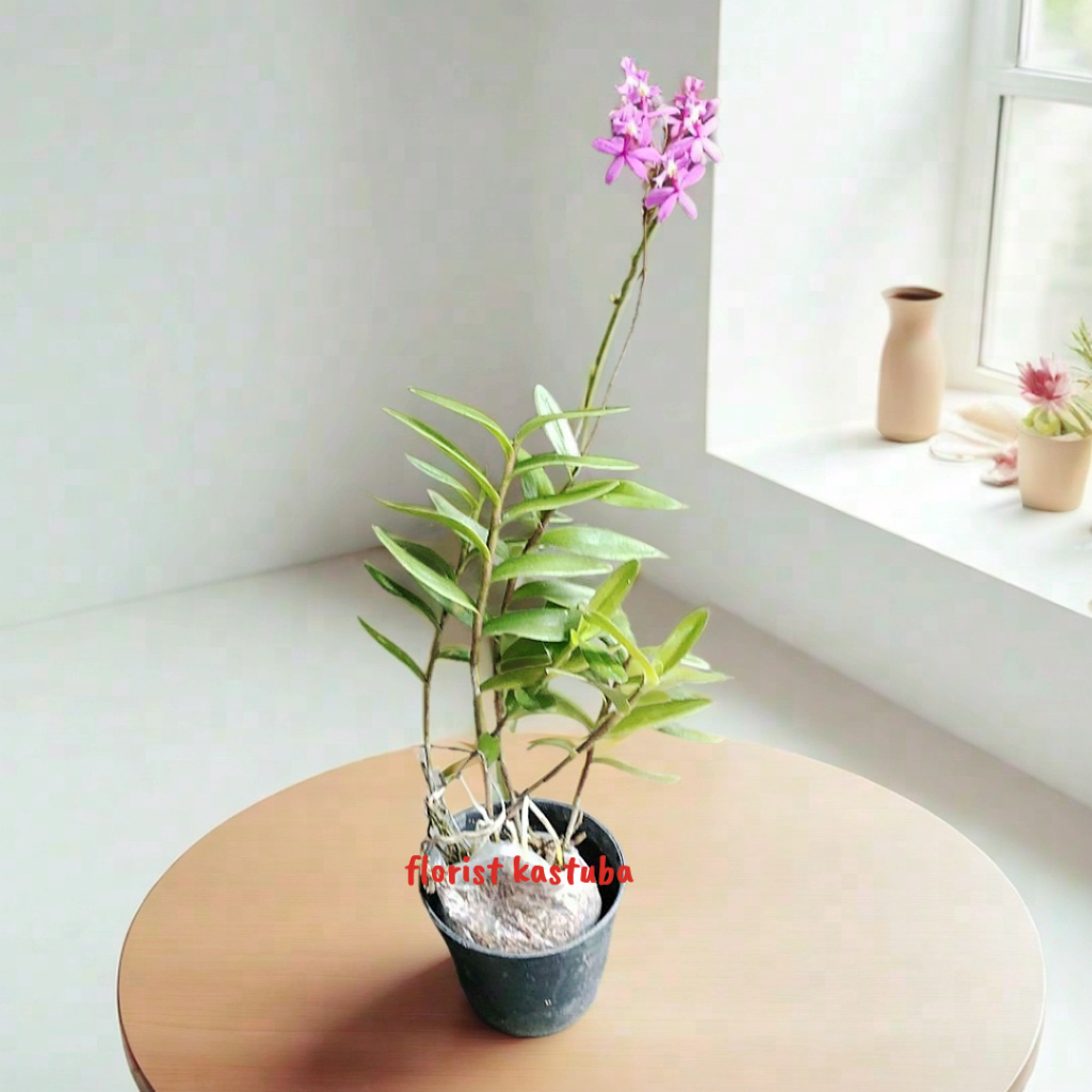 Anggrek Tanah Ungu Muda Cocok untuk Pemula Harga Terjangkau