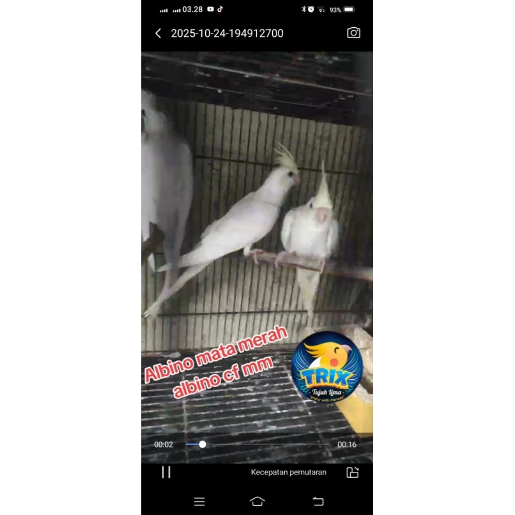 parkit Australia albino mata merah