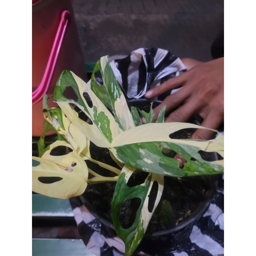 JANDA BOLONG - VARIGATA