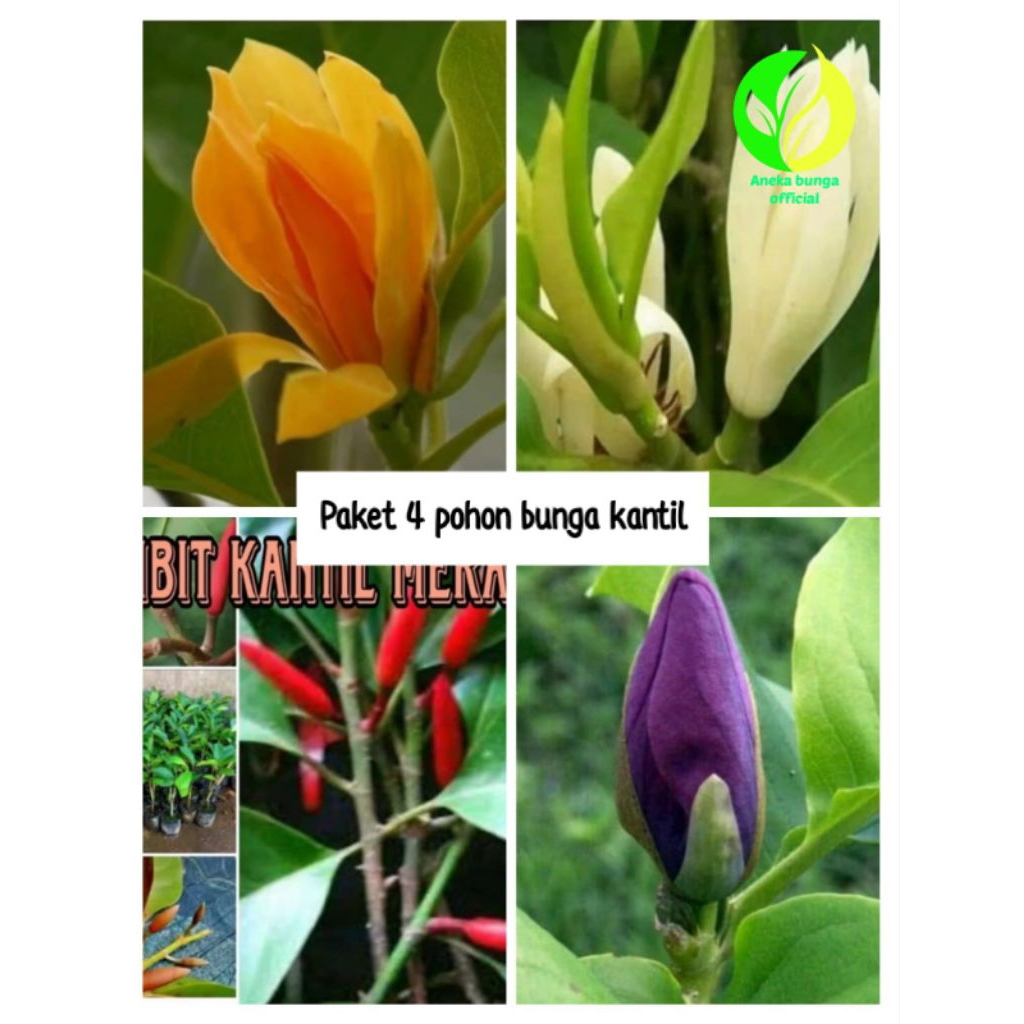 PAKET 4 POHON BUNGA KANTIL TINGGI ±40-50 CM / PAKET TANAMAN HIAS BUNGA KANTIL
