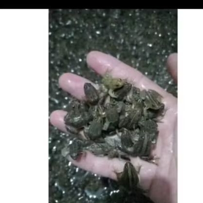 KODOK HIDUP PAKAN IKAN PREDATOR