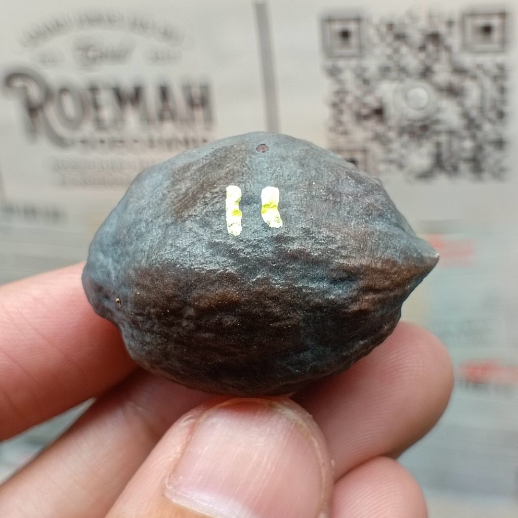 Muncang Adu Pait JR kode 11