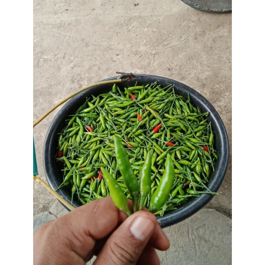 Cabe Rawit Ijo Fresh Hasil Tani 1 KG