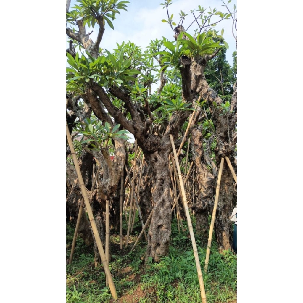 pohon kamboja fosil super