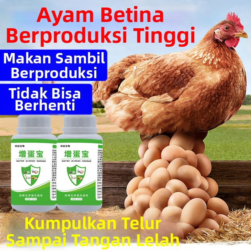 Pendongkrak Produksi Telur Unggas, Bikin Telur Ayam dan Bebekmu Tak TerbendungSemangat ayam bertelur