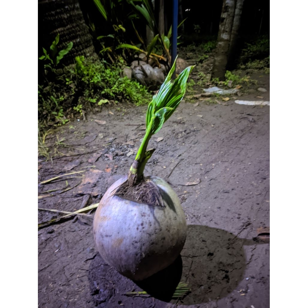 BIBIT KELAPA - BIBIT KELAPA HIBIRDA - BIBIT KELAPA HIJAU - KELAPA HIBRIDA - KELAPA HIJAU - BIBIT KEL