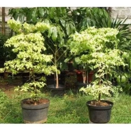 TANAMAN HIAS ANTING PUTRI VARIGATA/BAHAN BONSAI ANTING PUTRI