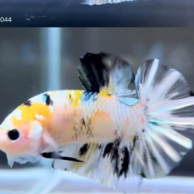 cupang yellow koi copper bahan isi 3| cupang bahan berkualitas