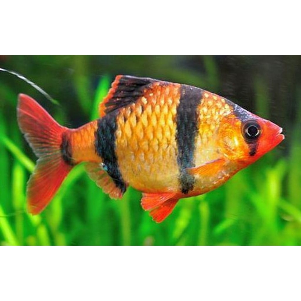 HIASAN-tiger sumatra/tiger barp