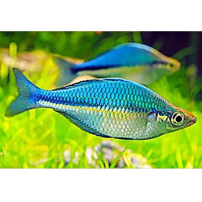 ikan rainbow biru lacustris 4cm