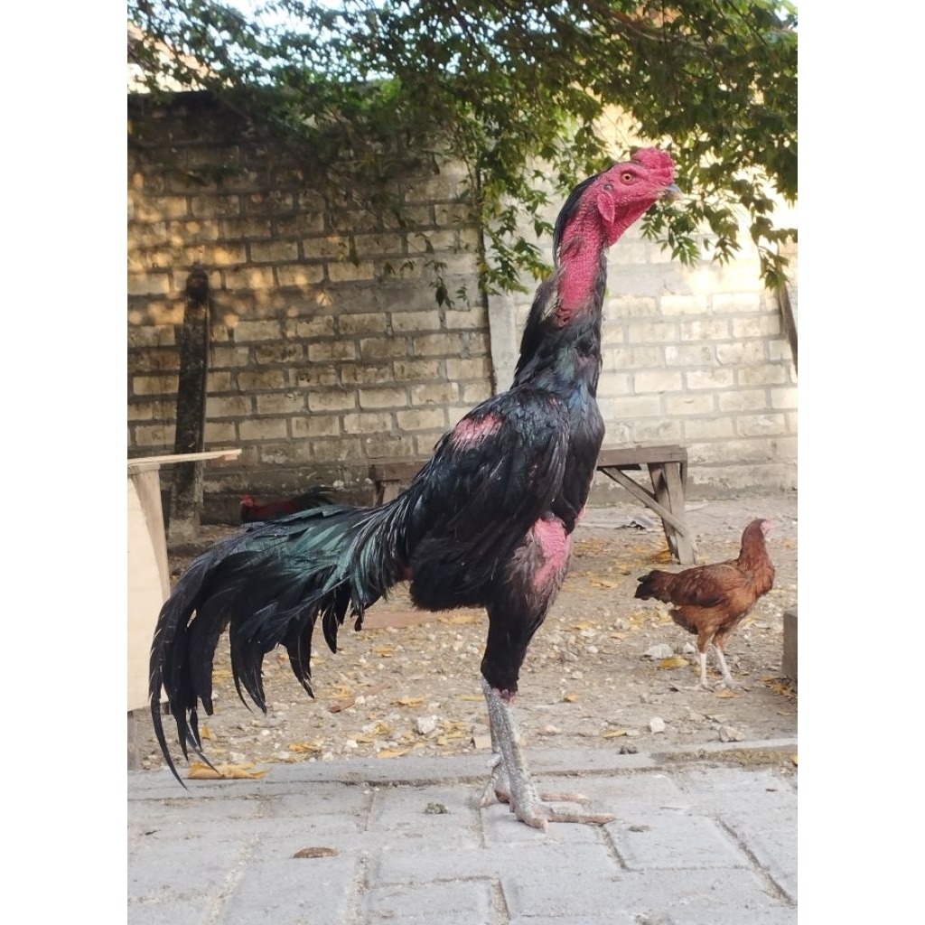 Telur ayam bangkok x ganoi