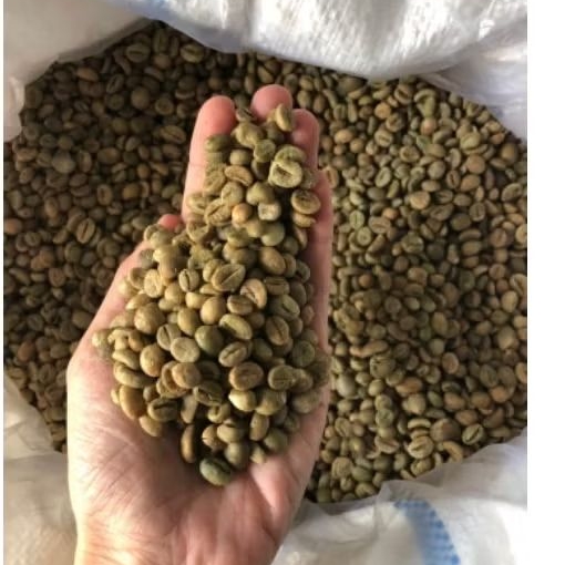 Greenbean Biji Kopi Robusta Arabika Asalan Dan Grade A Asli Lampung Barat Green Bean